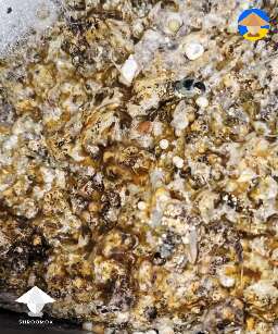 Yellow slime appeared on mushroom cake after soaking - Bacteria or Mycogone