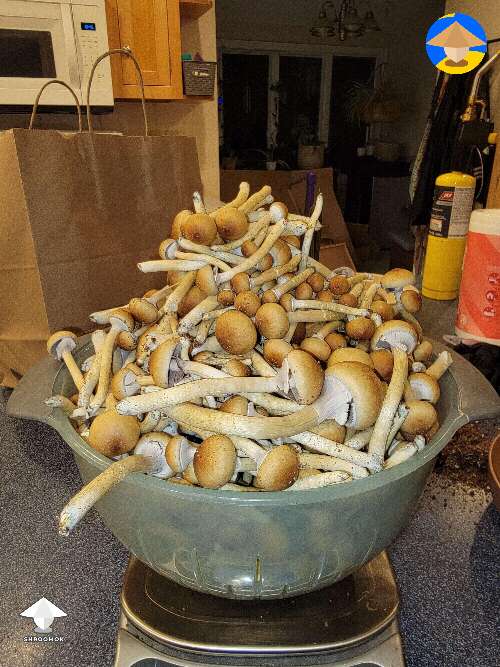 First ever mushroom harvest 1.5 kg