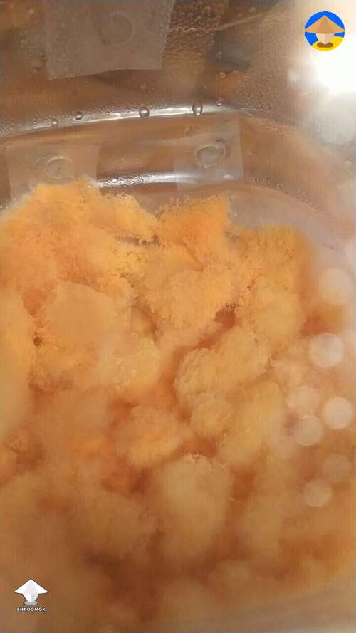Neurospora orange mold contamination in 1-2 days
