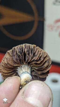 Choco Rojo magic mushrooms #6