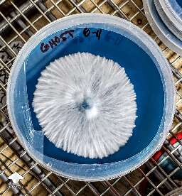 Mushroom cultures on agar - nice mycelium growth