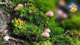 Tiny mushrooms found in the moss #3