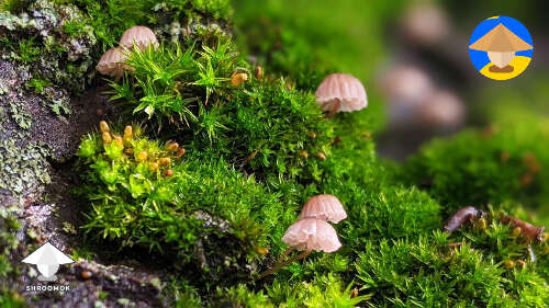 Tiny mushrooms found in the moss #3