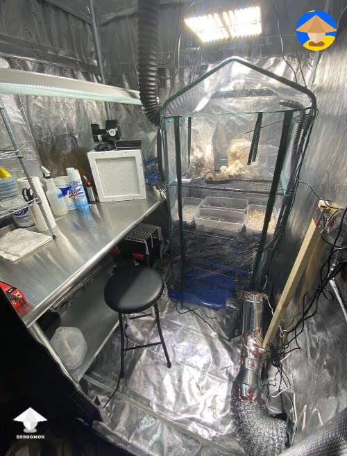Mushroom cultivation in grow tent - setup details in the description #3