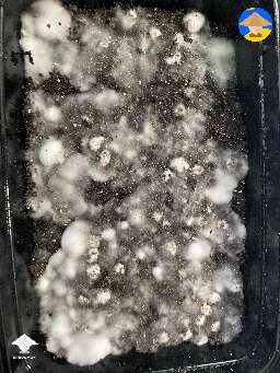 Here are some Panaeolus with casing layer #5