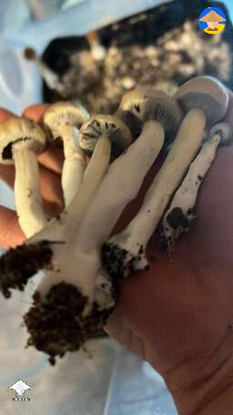 Shroom harvest before torn veil #2