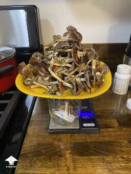 Cubensis Golden Teacher shrooms #4