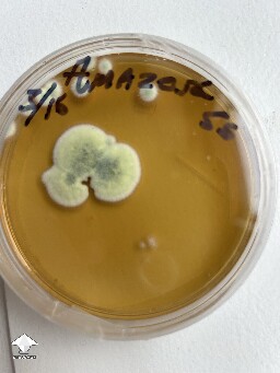 Tested spore syringes on agar - contaminated with mold #3