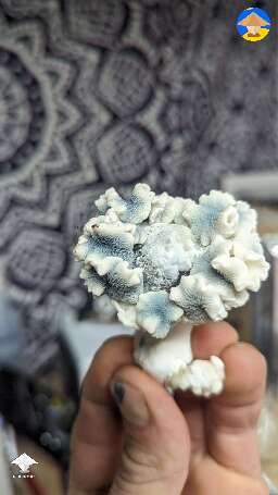 Nutcracker mutation