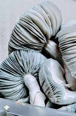 Amazing Jack Frosts
