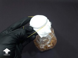 Making air filter for grain spawn bag - Day-to-day Reishi growing diary