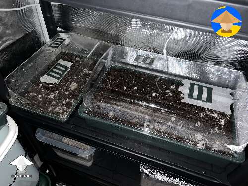 Propagators for mycelium colonization. 1 week in on a 3:1 ratio of CVG to Spawn