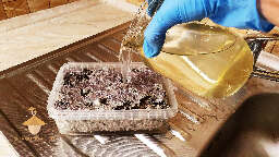 Magic mushrooms cake rehydration
