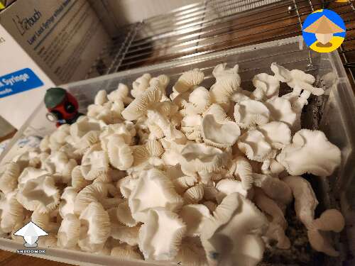 Avery's Albino magic mushroom fruiting