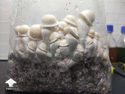Albino Penis Envy mushrooms
