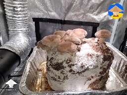 Shiitake block fruiting
