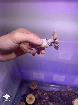 Golden Teacher mushroom with wavy cap