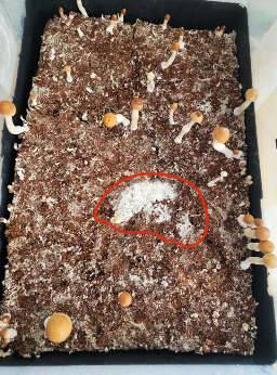 Trichoderma green mold contam in monotub