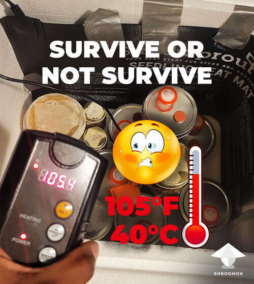 Overheated incubator for spawn jars