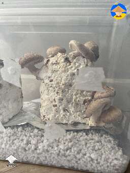 Shiitake mushrooms fruiting