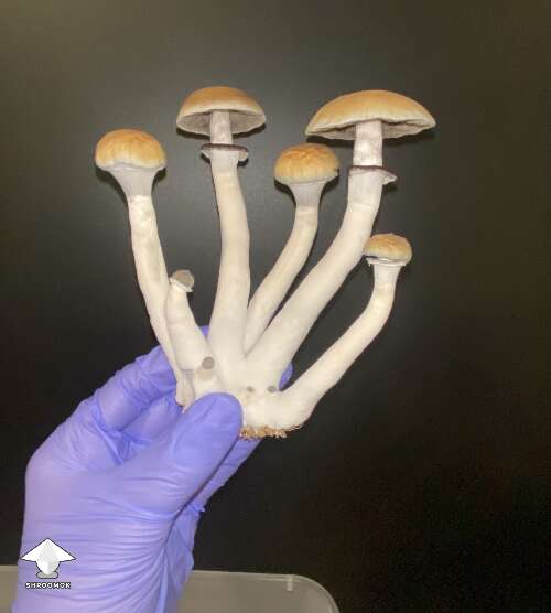B+ plus mushroom cluster