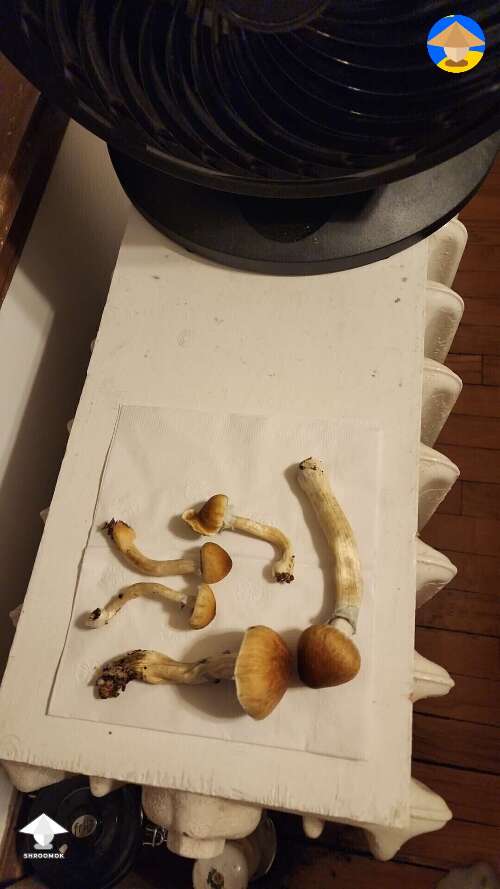 Shrooms from cakes I have given up on and was gonna bury outside