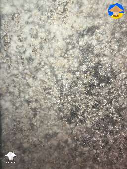 Cobweb Mold? 