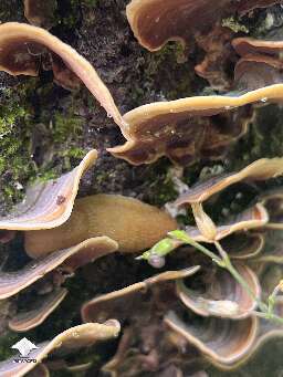 Love finding mushrooms in the yard