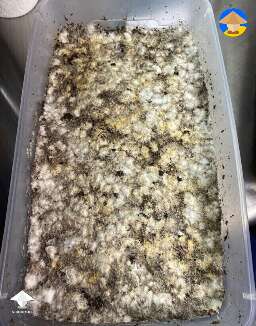 Growing mushrooms in grow tent #6
