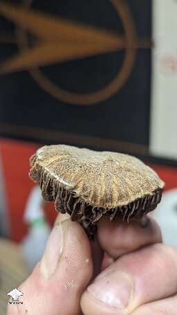 Choco Rojo magic mushrooms #8