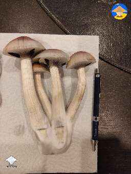 Golden Teachers - the biggest shrooms I've had so far