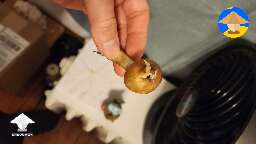 This golden teacher mushrooms is now penis envy