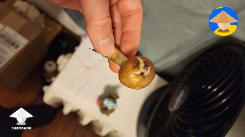 This golden teacher mushrooms is now penis envy