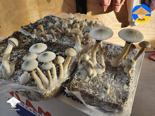 3rd flush of fruiting, so not much, harvested too late