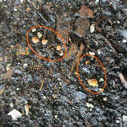 Outdoor mushroom growing from wasted cake