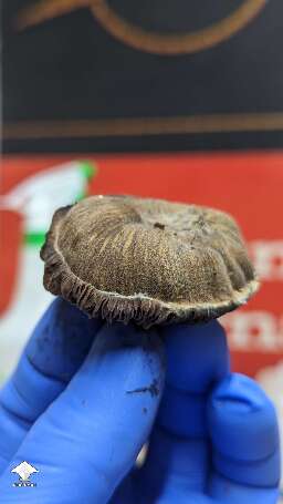 Choco Rojo magic mushrooms