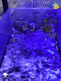 Panaeolus magic mushrooms growing #2