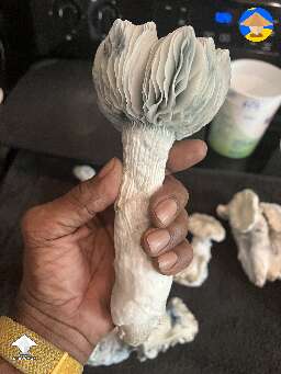 Huge Cubensis Jack Frost magic mushroom