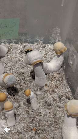 TAT iso - Clockwork Orange mushroom fruiting