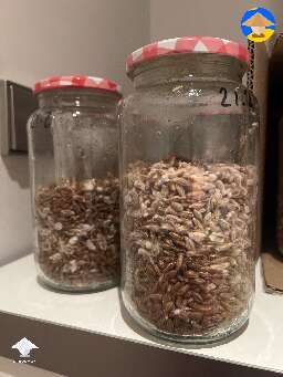 Spawn jar 2-3 days after break and shake
