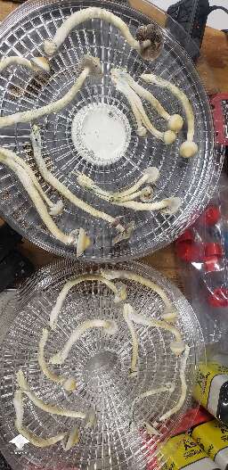 APE Revert mushroom harvest #2