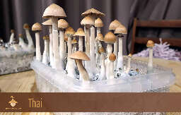 Magic psilocybe mushrooms thai strain first flush of_harvesting