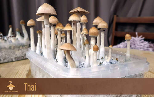 Magic psilocybe mushrooms thai strain first flush of_harvesting