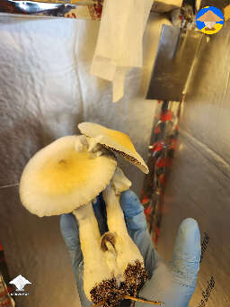 Harvested Yellow umbo mushrooms