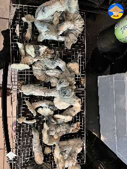 Jack Frost magic mushrooms harvest