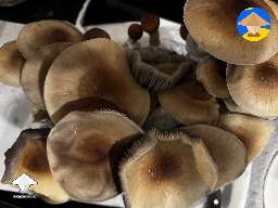 My Juke's Peak strain fruiting
