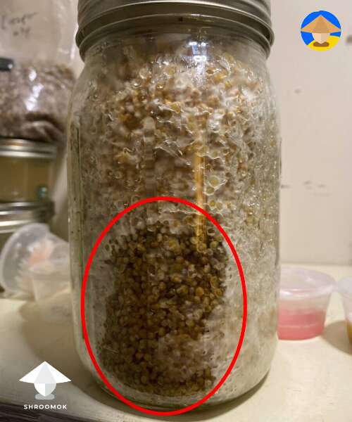 Sectoring in grain jar as a sign of fighting between mycelium and bacteria