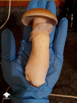 One more Hillbilly Pumpkin mushroom