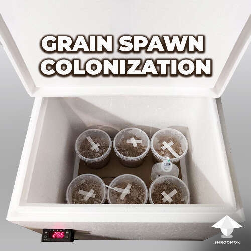 Spawn grain colonization