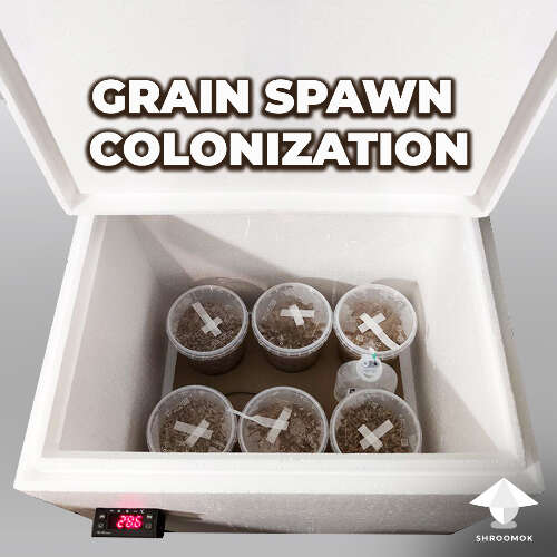 Incubator spawn grain colonization period